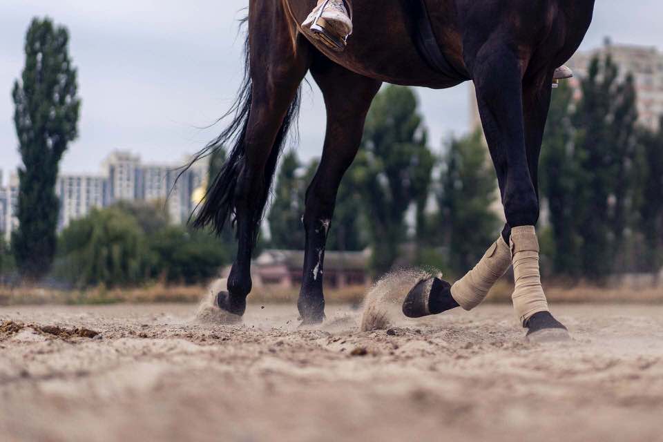 shun's article picture - horse leg