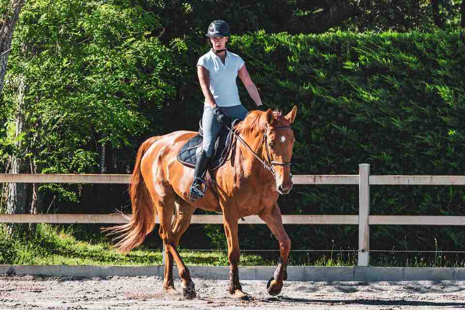 shun's article picture - horse slowly